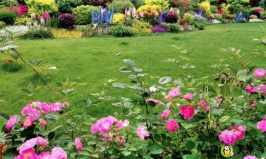 野蔷薇和山木香区别是什么