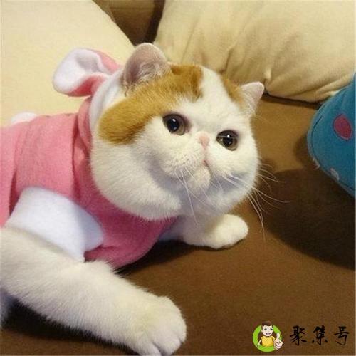 加菲猫的体型有多大