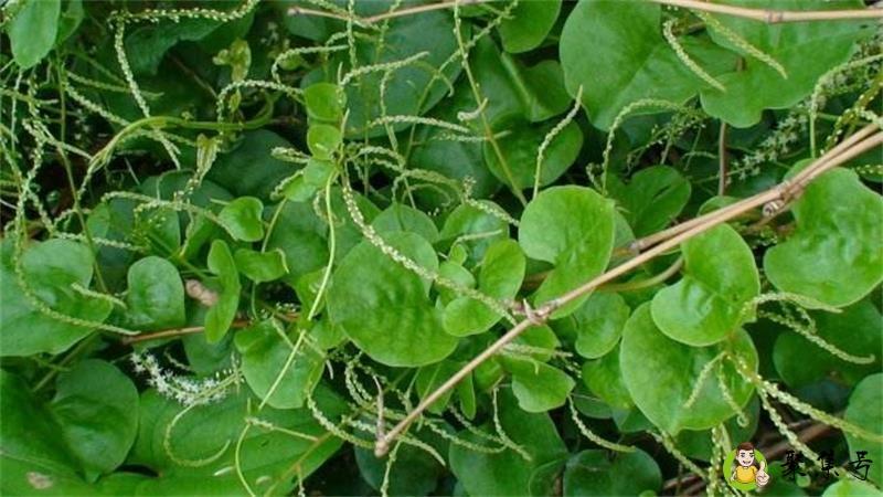 落葵薯食用方法