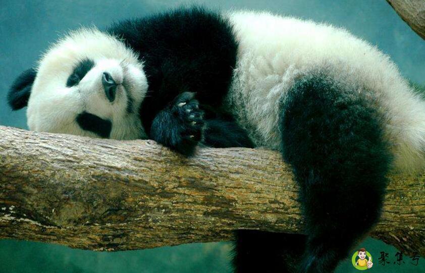 大熊猫有什么价值