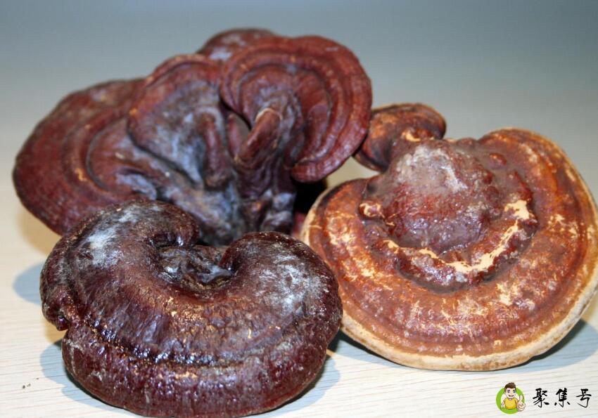 灵芝大的好小的好