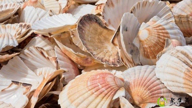 扇贝壳是干垃圾吗