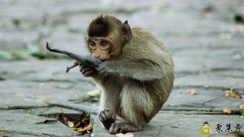 野生勃勃是什么动物