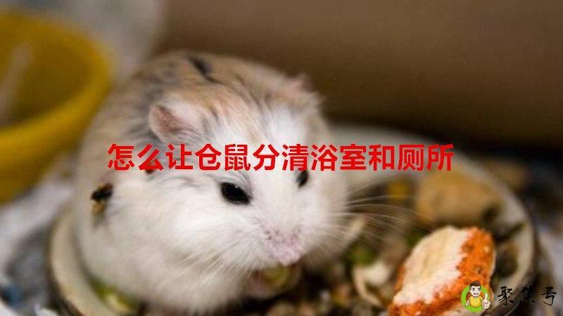 怎么让仓鼠分清浴室和厕所