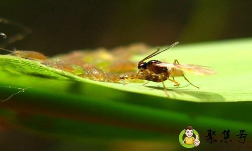 寄生蜂会寄生人类吗