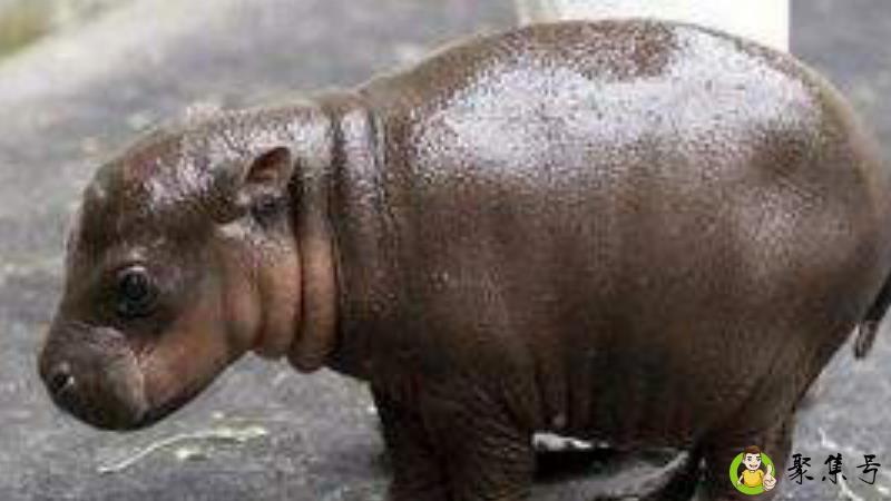 迷你小河马是什么动物