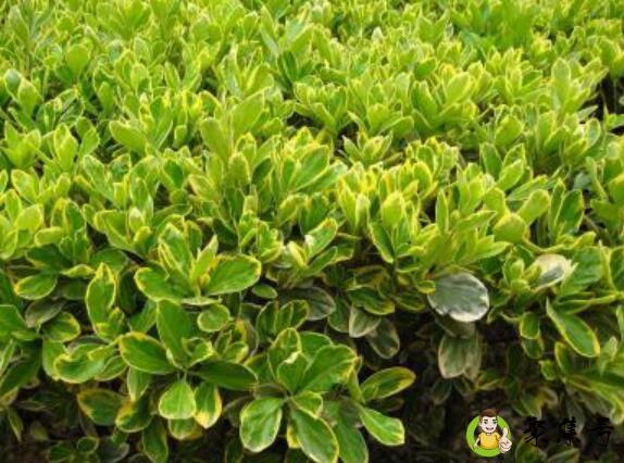 黄杨快速长粗方法