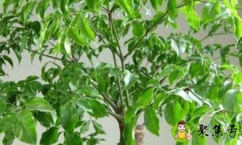 幸福树一般多高打顶