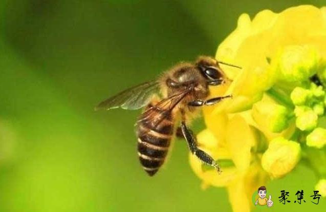 蜜蜂采粉和采蜜区别