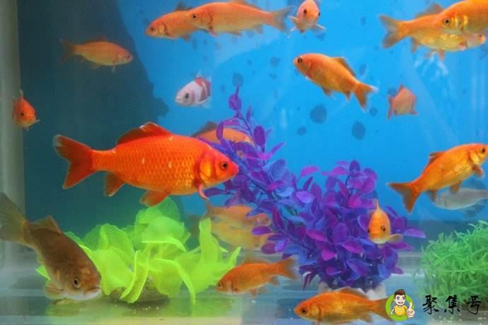 养鱼一三五七定律