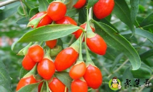 枸杞为什么越晒越湿