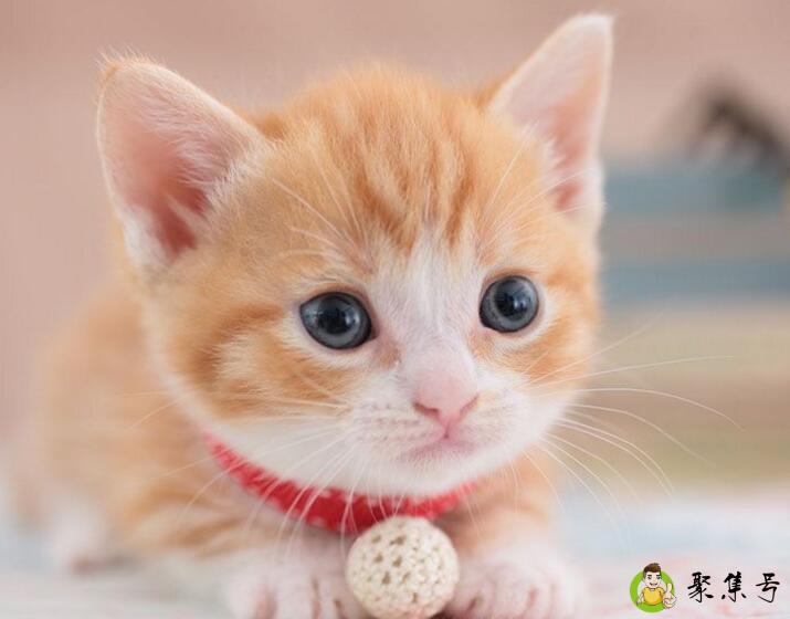 四个月猫咪多重