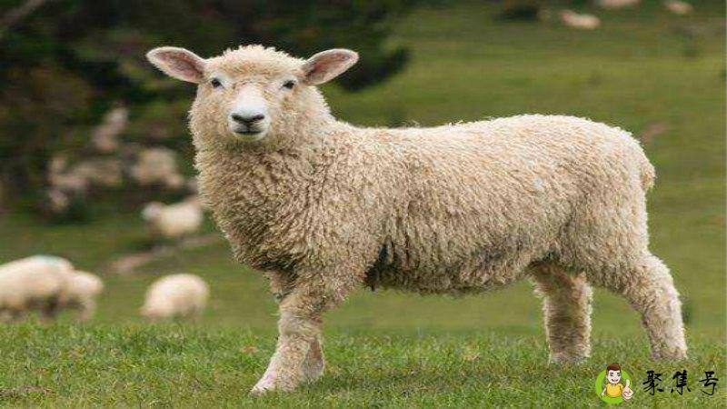 凶恶肖指的是哪几个生肖