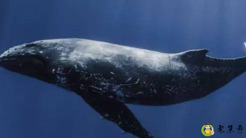 52hz的鲸鱼什么意思