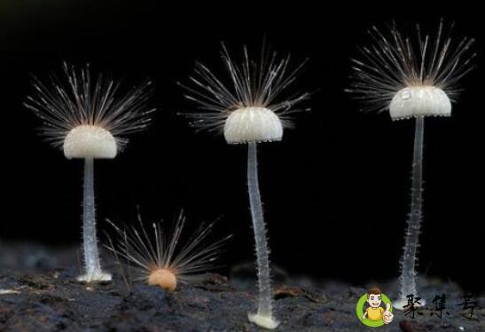 真菌的繁殖方式