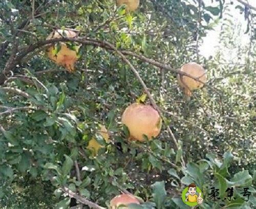 梨五杏四的杏四是什么意思