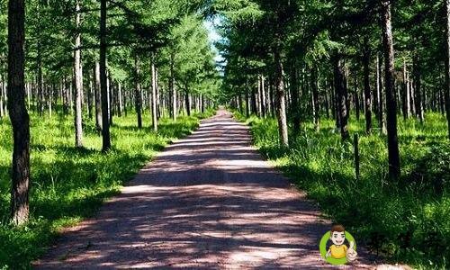 前人栽树后人乘凉在爱情里是什么意思