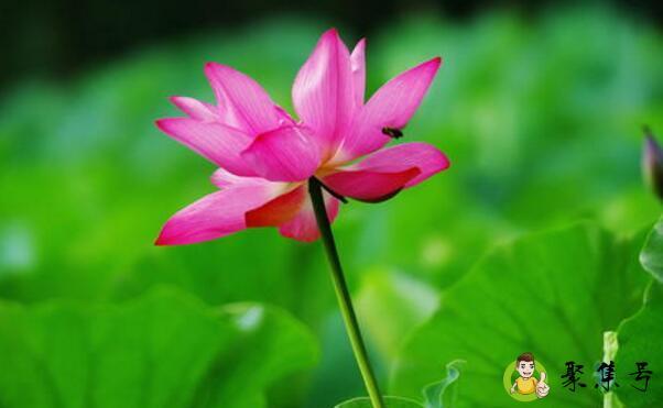 夏至初晴什么意思