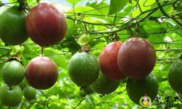 百香果好酸是没熟吗