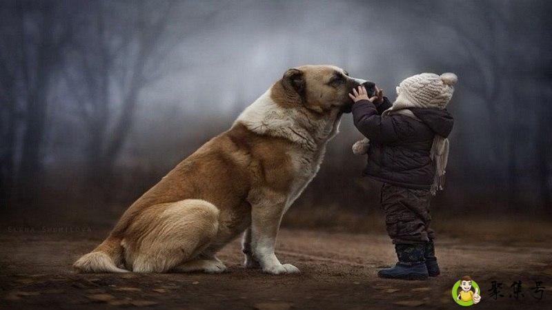 狗儿子是什么意思