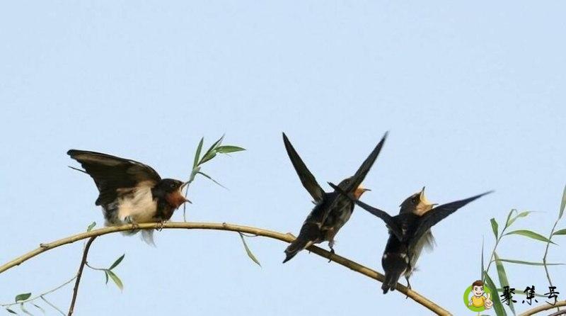 小燕子长大了会离巢吗