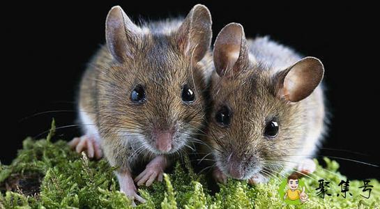 九死一生是指什么动物