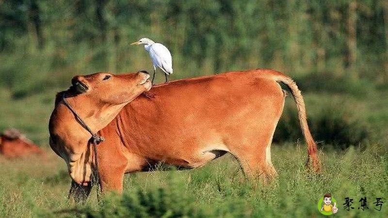 霜叶红于二月花的生肖