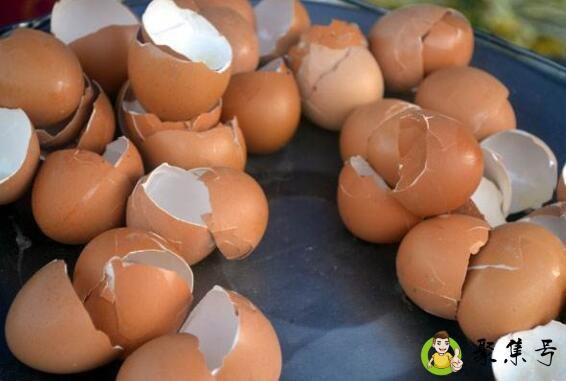 鸡蛋壳,贝壳是什么垃圾