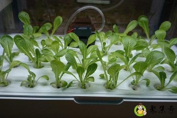 拼多多种菜是什么意思