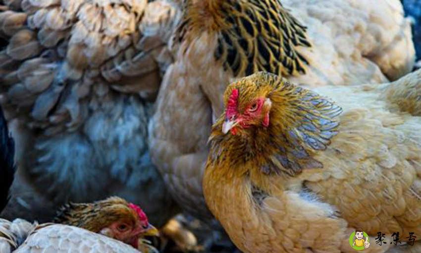 汤达人是统一的吗