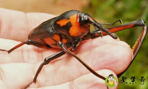 怕虫子的人都什么性格