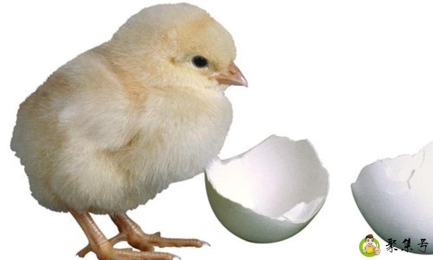 浮化小鸡的温度和时间