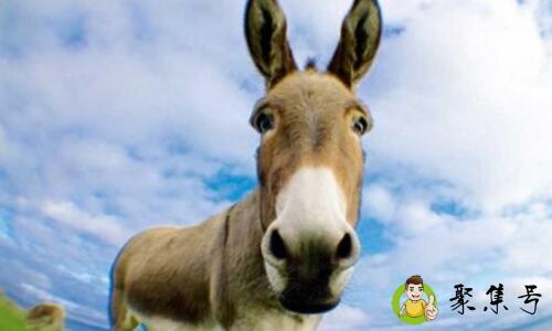 驴的耳朵有什么特点