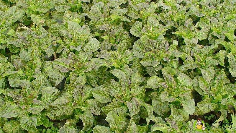 怎样才使莴笋粗又大