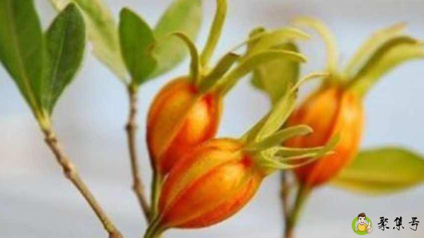 栀子黄对人的危害