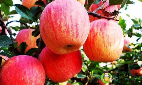 苹果寒性还是热性