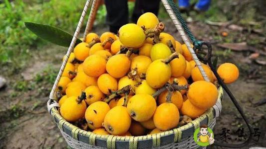 枇杷膏熬糊了能吃吗