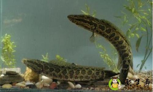 斑鳢与乌鳢的区别有哪些