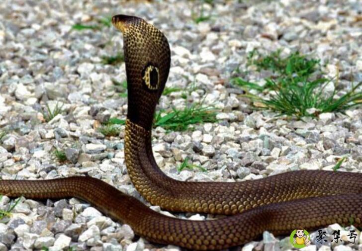 欲钱找灵古塔是指什么生肖