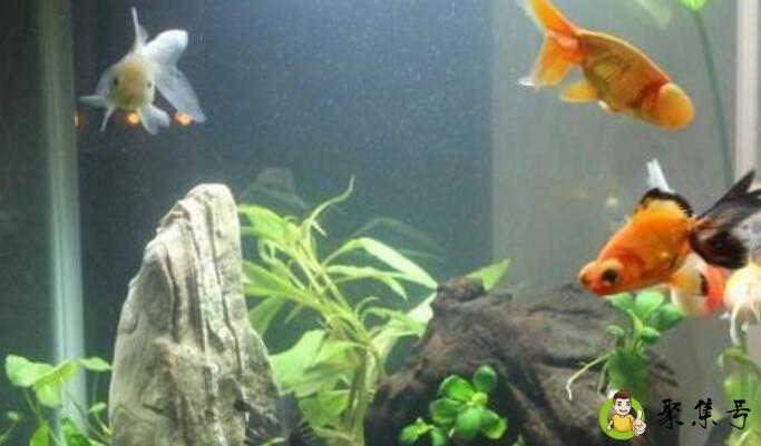 养鱼是什么意思