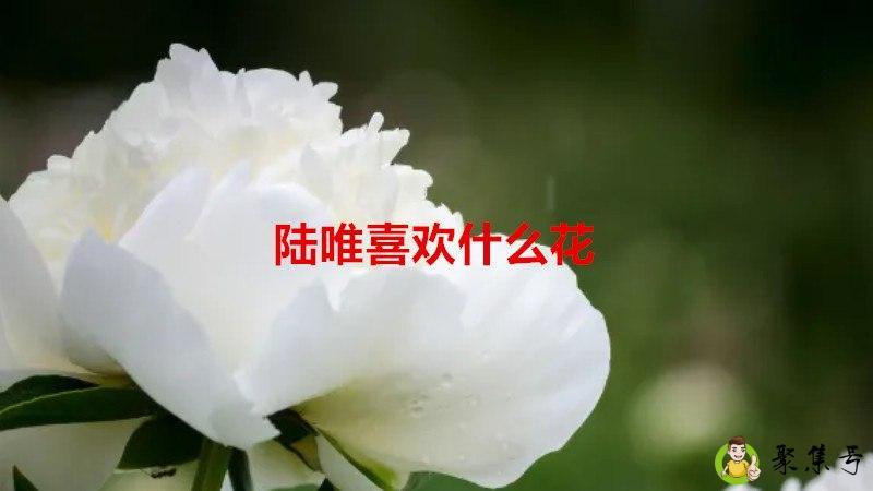 陆唯喜欢什么花