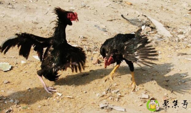 八怪斗鸡特点