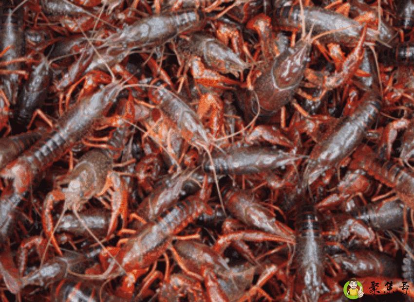 小龙虾生长周期是多长时间