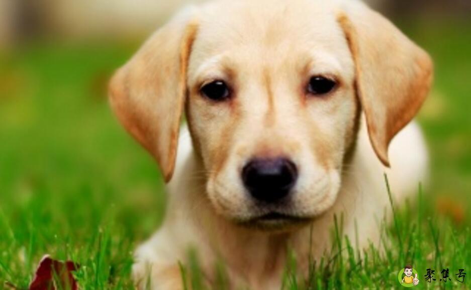 拉布拉多犬训练方法是什么