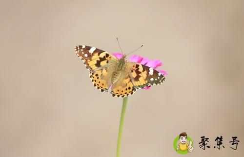 扑棱蛾子怎么消灭