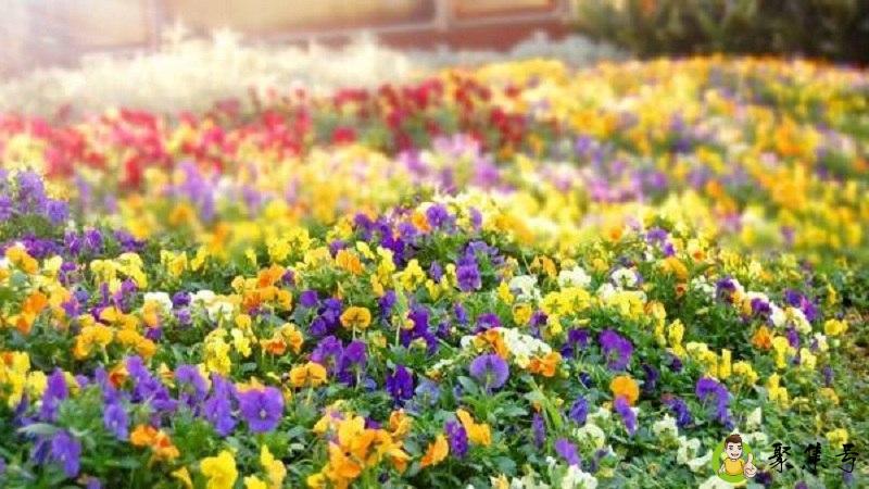 繁花自现是什么意思