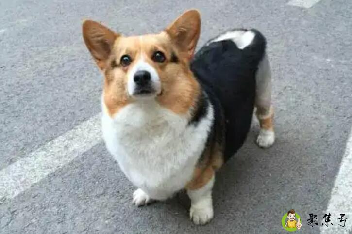 柯基拱腰是什么情况