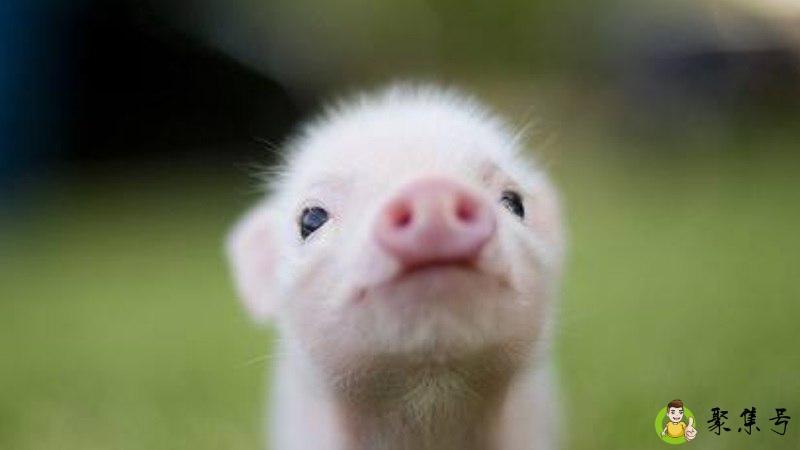 大摇大摆是什么生肖