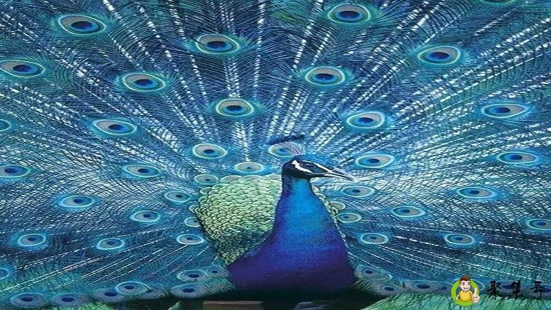 孔雀蓝是什么颜色