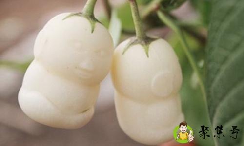 娃娃果是直接吃吗